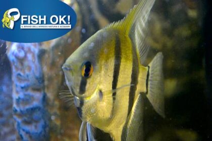 (KB-PTL691009XXL) PTEROPHYLLUM SCALARE AMAZON 1 kit da 5 pz. cad. euro 9,21