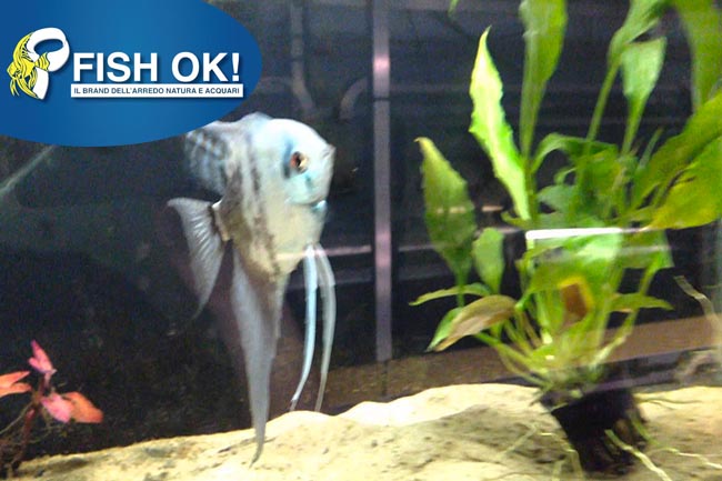 (KB-PTL691011XL) PTEROPHYLLUM SCALARE AMAZON SMOKE 1 kit da 5 pz. cad. euro 10,15