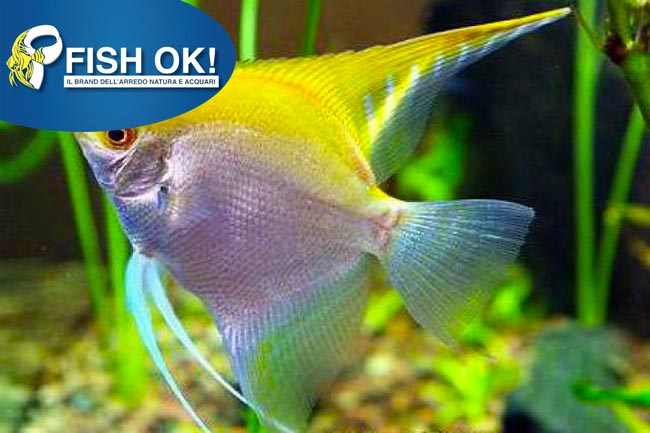 (FOK1020) PTEROPHYLLUM SCALARE GOLD LF