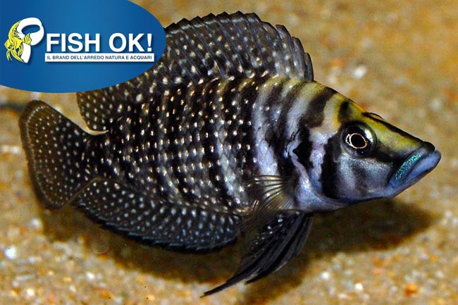 (KB-PTL691053) ALTOLAMPROLOGUS CALVUS 1 kit da 2 pz. cad. euro 14,40