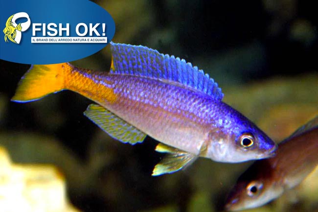 (KB-PTL691084L) CYPRICHROMIS LEPTOSOMA MPULUNGU 1 kit da 2 pz. cad. euro 27,62