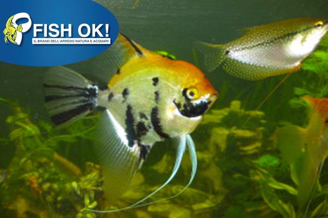 (KB-PTL691223L) PTEROPHYLLUM SCALARE DIAMOND KOI 1 kit da 5 pz. cad. euro 7,79