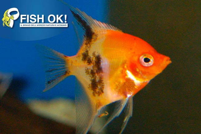 (KB-PTL691238) PTEROPHYLLUM SCALARE KOI red 1 kit da 5 pz. cad. euro 13,46