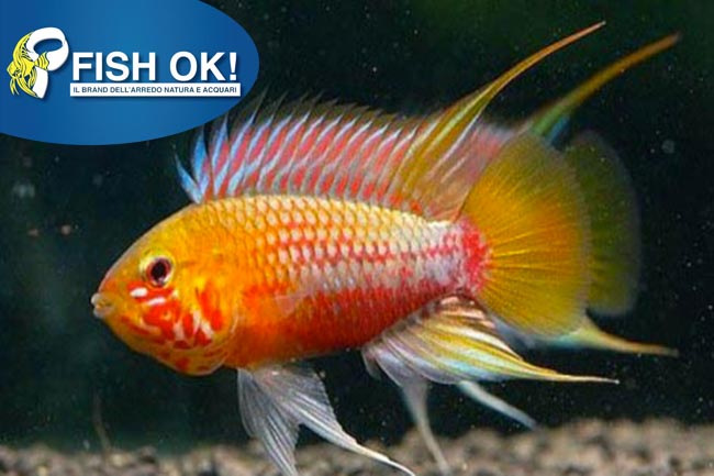 (KB-PTL691318) APISTOGRAMMA HONGSLOI GOLD RED 1 kit da 4 pz. cad. euro 12,98