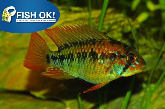 (KB-PTL691323L) APISTOGRAMMA MACMASTERI 1 kit da 2 pz. cad. euro 15,34