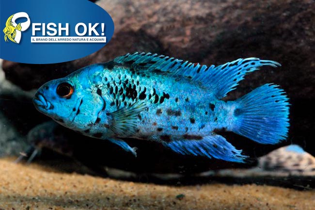 (KB-PTL691467) CICHLASOMA OCTOFASC.ELECTRIC BLUE 1 kit da 5 pz. cad. euro 9,21
