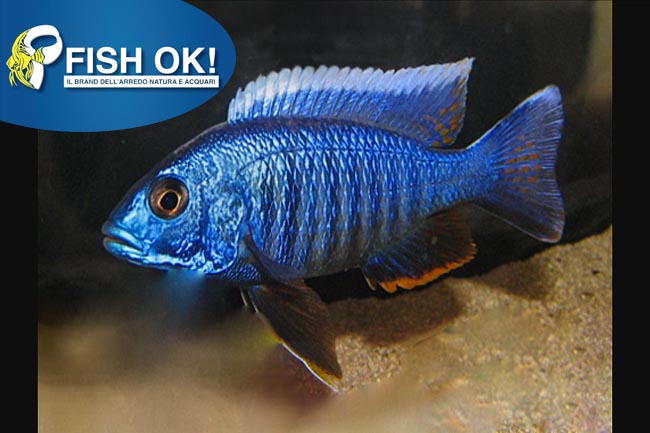 (KB-PTL69155L) HAPLOCHROMIS AHLI 1 kit da 2 pz. cad. euro 7,55
