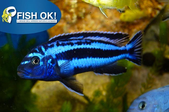 (KB-PTL69196) MELANOCHROMIS MAINGANO 1 kit da 5 pz. cad. euro 8,26