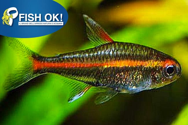 (KB-PTL69215) HEMIGRAMMUS ERYTHROZONUS 1 kit da 20 pz. cad. euro 1,79