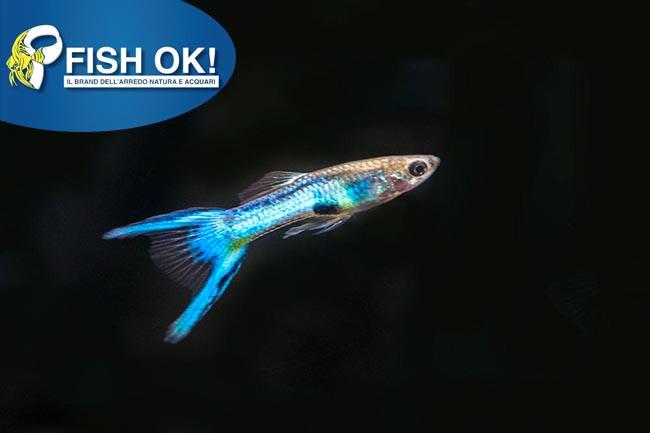 (KB-PTL692255) POEC.RET.TURQUOISE BLUE TAIL FEMALE 1 kit da 20 pz. cad. euro 2,12