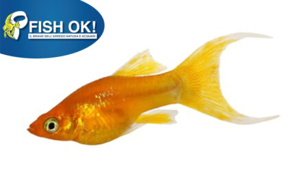 (KB-PTL692349) POECILIA LATIP.ORANGE LF 1 kit da 10 pz. cad. euro 3,54
