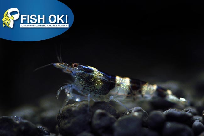 (KB-PTL692932) NEOCARIDINA SP.TAIWAN BEE RED PINTO CZ breed 1 kit da 5 pz. cad. euro 28,80
