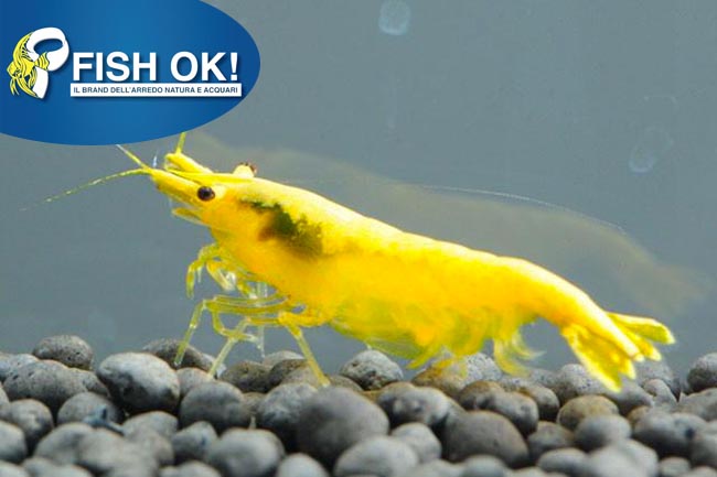 (FOKAZ14) NEOCARIDINA THAI YELLOW