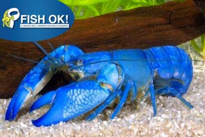 (FOK2959) CHERAX QUADRICARINATUS BLUE