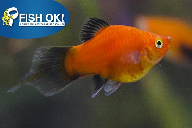 (KB-PTL69663L) XIPHOPHORUS MACUL. RED WG 1 kit da 15 pz. cad. euro 3,07