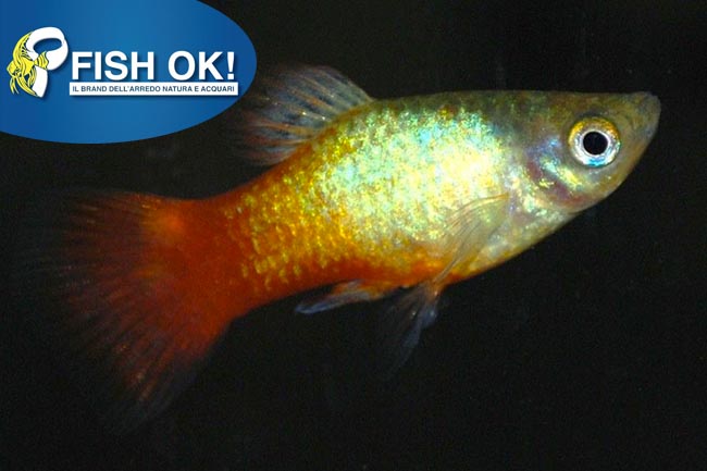 (KB-PTL69669L) XIPHOPHORUS MACUL. BLUE CORAL 1 kit da 15 pz. cad. euro 3,07