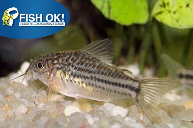 (KB-PTL69813) CORYDORAS NANNUS 1 kit da 6 pz. cad. euro 8,50
