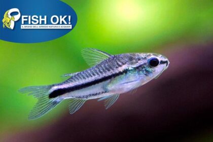 (KB-PTL69824XL) CORYDORAS PYGMAEUS 1 kit da 5 pz. cad. euro 8,97