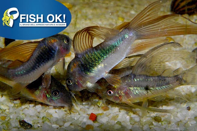 (KB-PTL69869) CORYDORAS AENEUS LONG FIN 1 kit da 10 pz. cad. euro 3,54