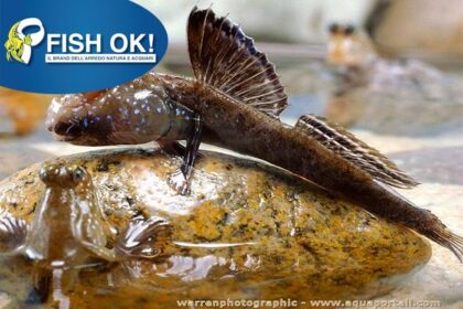 (FOK942) PERIOPHTHALMUS VULGARIS