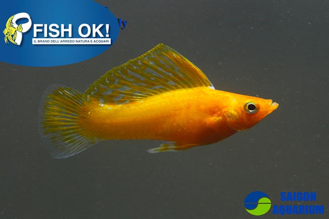 (KB-PTL69948) POECILIA SPH.GOLDEN TUXEDO MOLLY LF 1 kit da 10 pz. cad. euro 3,54