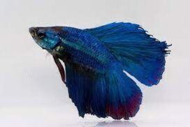 (FOK882B) BETTA SPLENDENS MASCHIO TWIN TAIL BLU