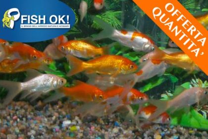 (FW0009/60_OFF-QTA) PESCI ROSSI (SPECIAL) - MIX VARIETA' & COLORS OFFERTA KIT 12 PZ.