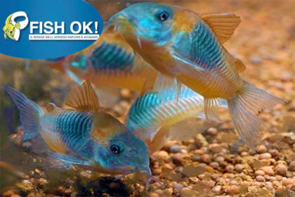 (PTL-CORYMIX) CORYDORAS MIX MD