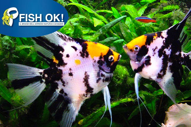 (FOK1218XL) PTEROPHYLLUM SCALARE LEMON HEAD