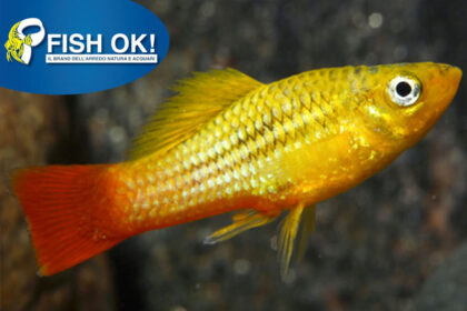 (KB-FOK677L) XIPHOPHORUS MACUL. SUNBURST MOON 1 kit da 15 pz. cad. euro 2,86