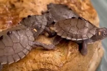 (R3001) TARTARUGHINE BABY_(GRAPTHEMYS KOHNII)