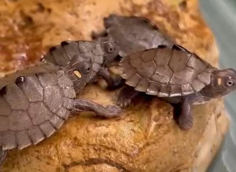 (R3001) TARTARUGHINE BABY_(GRAPTHEMYS KOHNII)