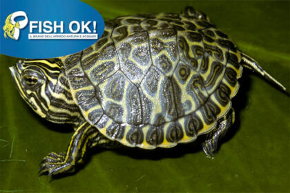 (R3006) TARTARUGHINA BABY - PSEUDEMYS CONCINNA GREEN
