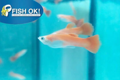 (PTL42930) P. GUPPY ISRAEL MASCHI RED BLONDE