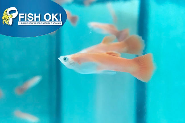 (PTL42930) P. GUPPY ISRAEL MASCHI RED BLONDE