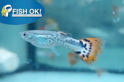 (PTL45030) P. GUPPY ISRAEL MASCHI SNAKESKIN RED DELTA