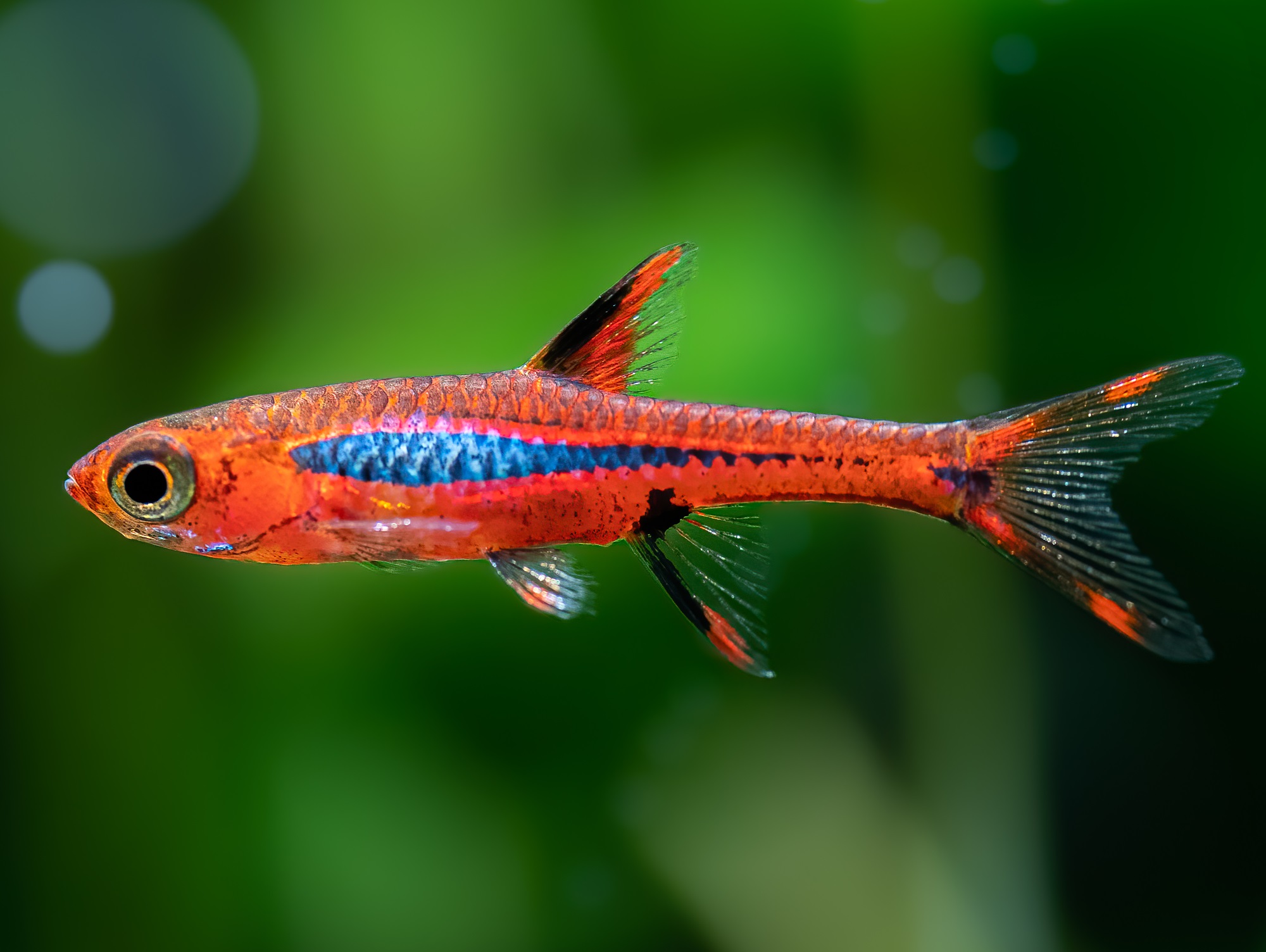 (FOK2137) RASBORA-BORARAS BRIGITTAE
