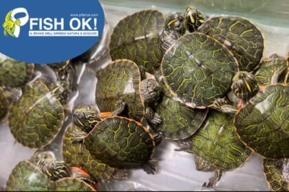 (R3800) TARTARUGHINE BABY - PSEUDEMYS ALABAMENSIS GREEN / RED