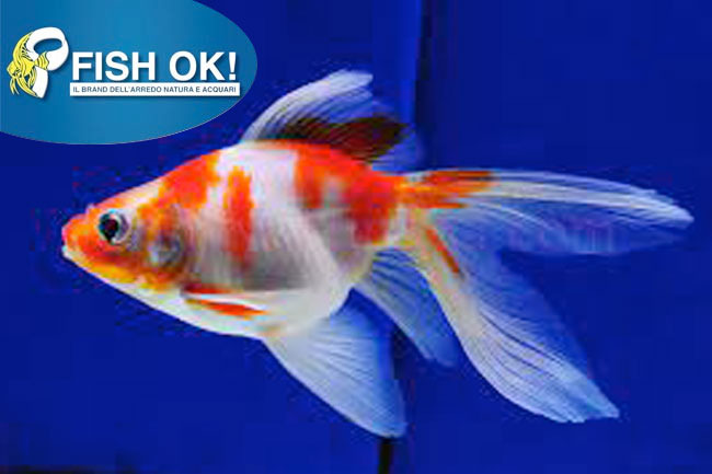 ORIF. ISR SINGLE TAIL MIX XL 11-13 CM