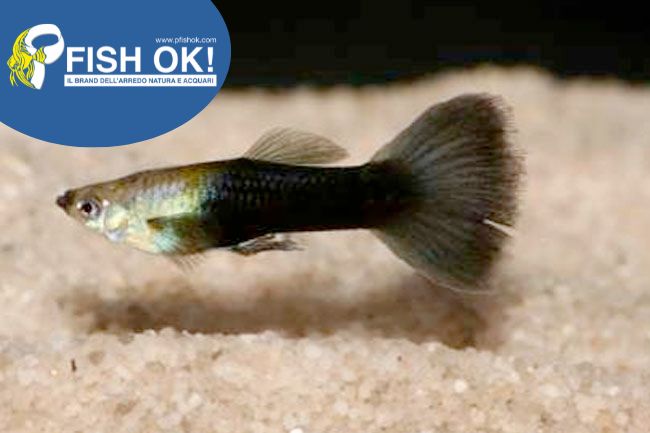 (KB-PTL692186) POEC.RET.BLACK TAIL MALE 1 kit da 20 pz. cad. euro 2,60