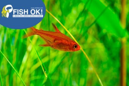 (KB-PTL692421) HYPHESSOBRYCON AMANDAE 1 kit da 10 pz. cad. euro 3,73
