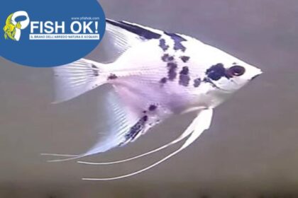 (KB-PTL691540L) PTEROPHYLLUM SCALARE DALMATIN 1 kit da 5 pz. cad. euro 7,79