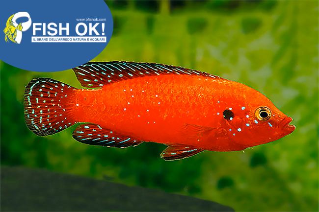 (KB-PTL691547L) HEMICHROMIS EXSUL 1 kit da 5 pz. cad. euro 7,08