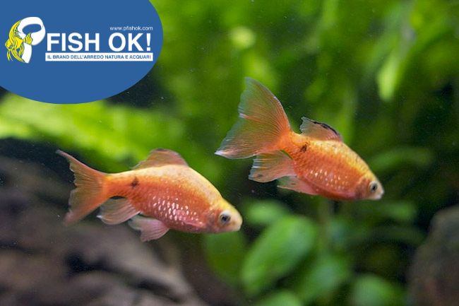 (KB-PTL69466L) BARBUS CONCHONIUS SUPER RED 1 kit da 15 pz. cad. euro 3,78