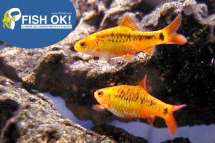 (KB-PTL69497) BARBUS SEMIFASCIOLATUS 1 kit da 20 pz. cad. euro 1,75