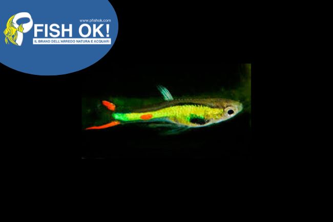 (KB-PTL69614G) POECILIA ENDLERI GREEN 1 kit da 10 pz. cad. euro 2,12