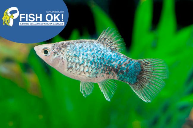 (KB-PTL69695L) XIPHOPHORUS MACUL. BLUE TUXEDO 1 kit da 15 pz. cad. euro 3,07
