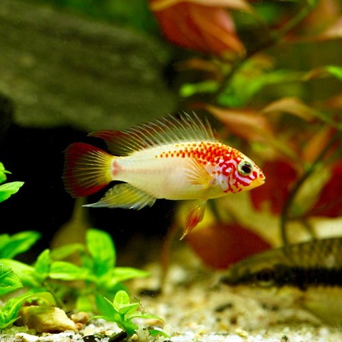 (KB-PTL691542) APISTOGRAMMA SP.VIEJETA GOLD RED 1 kit da 4 pz. cad. euro 11,80