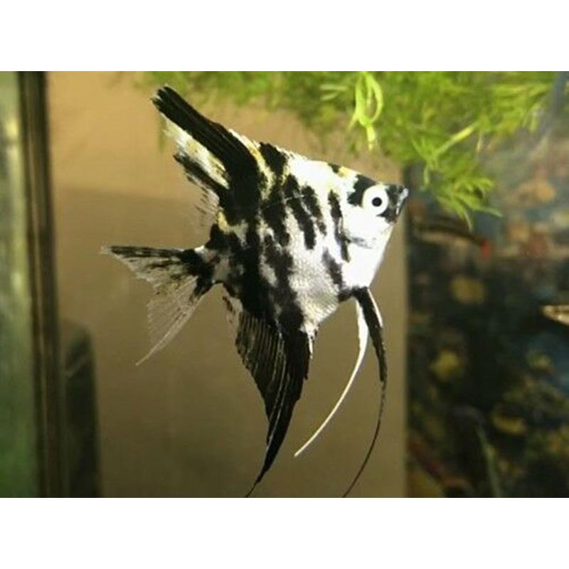 (KB-PTL691540) PTEROPHYLLUM SCALARE DALMATIN 1 kit da 10 pz. cad. euro 5,90 - immagine 2