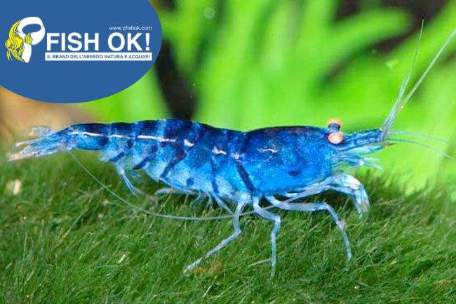 (KB-PTL692916) NEOCARIDINA BLUE DREAM - DARK BLUE 1 kit da 6 pz. cad. euro 5,19